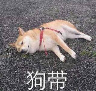 全站nofollow思维SEO排名玩法快速上排名