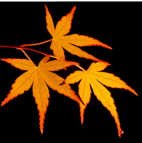 枫叶SEO优化