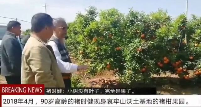 90岁的褚时健还在努力 你却天天泡着枸杞假装佛系